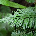 Asplenium theciferum Hoja