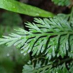 Asplenium theciferum Leaf