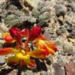 Hoffmannseggia minor Flower