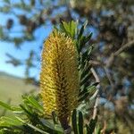 Banksia marginata Blüte