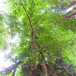 Ficus eximia Habit