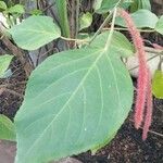 Acalypha macrostachya Yaprak