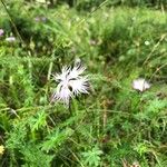 Dianthus hyssopifolius Цвят