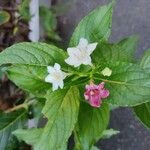 Weigela coraeensis 花