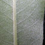 Salix daltoniana Leaf