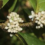 Schlegelia parviflora Fruit