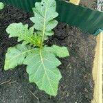 Solanum macrocarpon Leaf