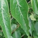 Lonicera maackii Feuille