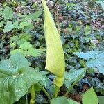 Arum cylindraceumFolha