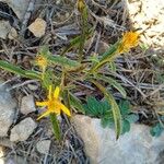 Jasonia tuberosa Flor