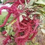 Amaranthus caudatusÕis