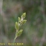 Carex canescens Fruit