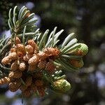 Abies fraseri 花