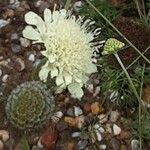 Scabiosa ochroleuca Flower