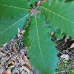 Quercus canariensis Leaf