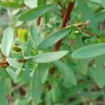 Hypericum hypericoides Листок