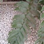 Cyrtomium falcatum 葉