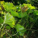 Darmera peltata Foglia