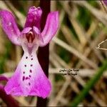 Orchis anatolica Цвят