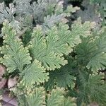 Selaginella eublepharis Φύλλο