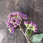Hoffmannanthus abbotianus Flor