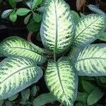 Dieffenbachia seguineLeaf