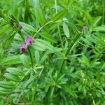 Vicia sativaFlower