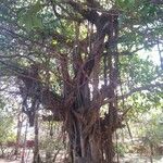 Ficus thonningii Folha