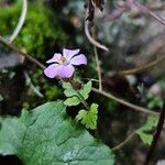 Geranium purpureum Kukka