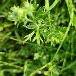 Potentilla argentea Leaf