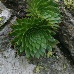 Saxifraga florulenta Habitus