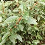 Shepherdia canadensis Leaf