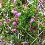 Phyllodoce caerulea 花