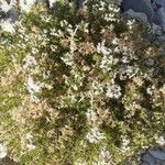 Drypis spinosa Fula