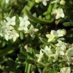 Galium pseudohelveticum Flower