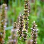 Agastache rugosa Flower