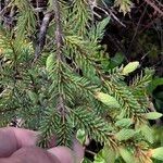 Picea mariana Blatt