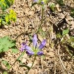 Campanula lingulata