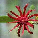 Illicium floridanum Flower