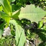 Lactuca serriolaFolha