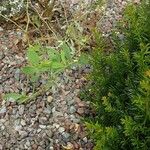 Baptisia australis Habit