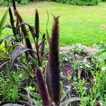 Setaria italica 整株植物