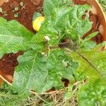 Solanum macrocarpon Blatt