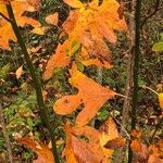 Sassafras albidum Leaf