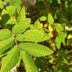 Rosa majalis Blad