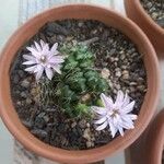 Gymnocalycium anisitsii Ліст