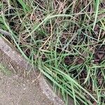 Carex sempervirens Likasa