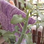 Senecio articulatus Blatt