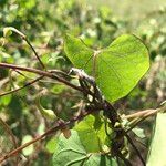 Ipomoea obscura Φλοιός