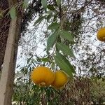 Eugenia pyriformis फल
